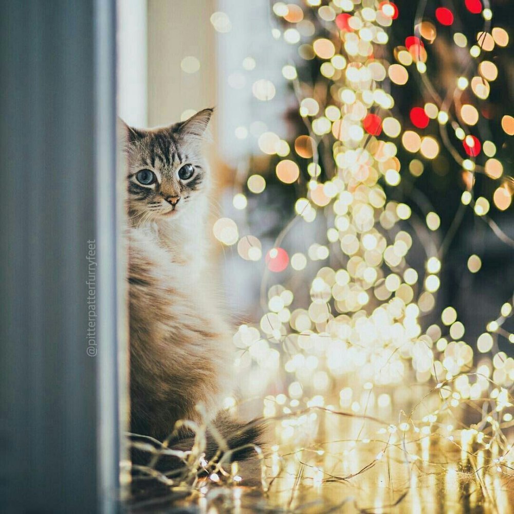 Новогодний кот в гирлянде