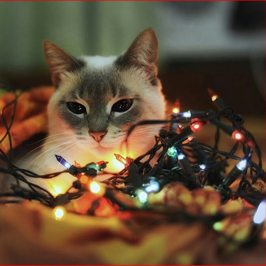 Кот огонек