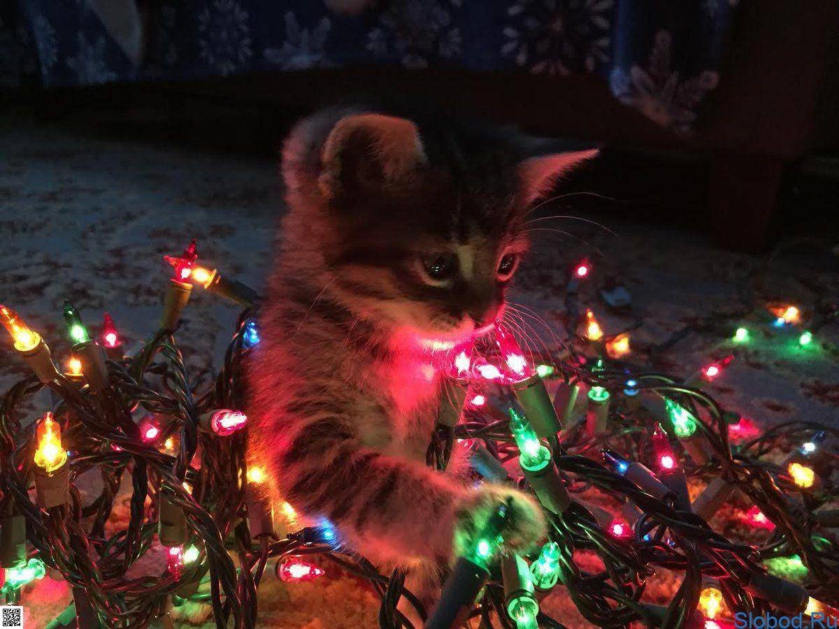 Котик в гирлянде