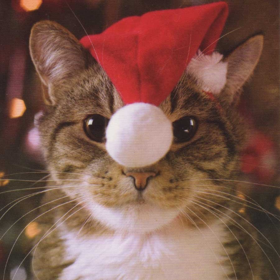 Коты с гирляндой