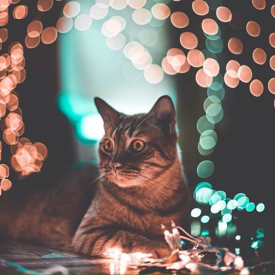 Коты с гирляндой