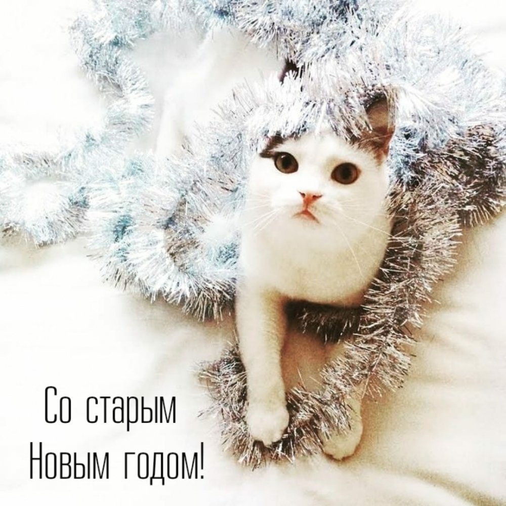 Милые зимние коты