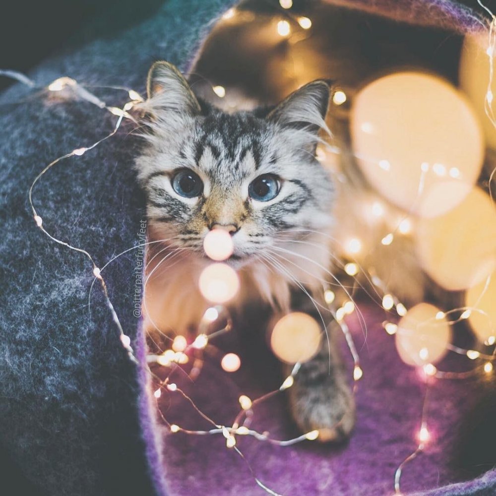 Коты с гирляндой