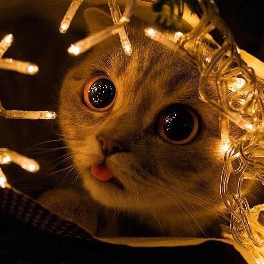 Новогодний сон кот
