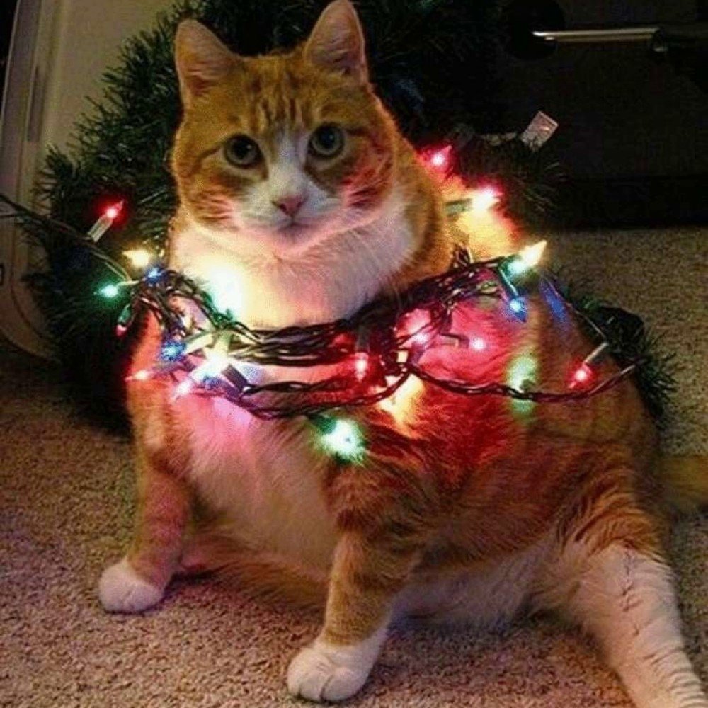 Новогодний кот