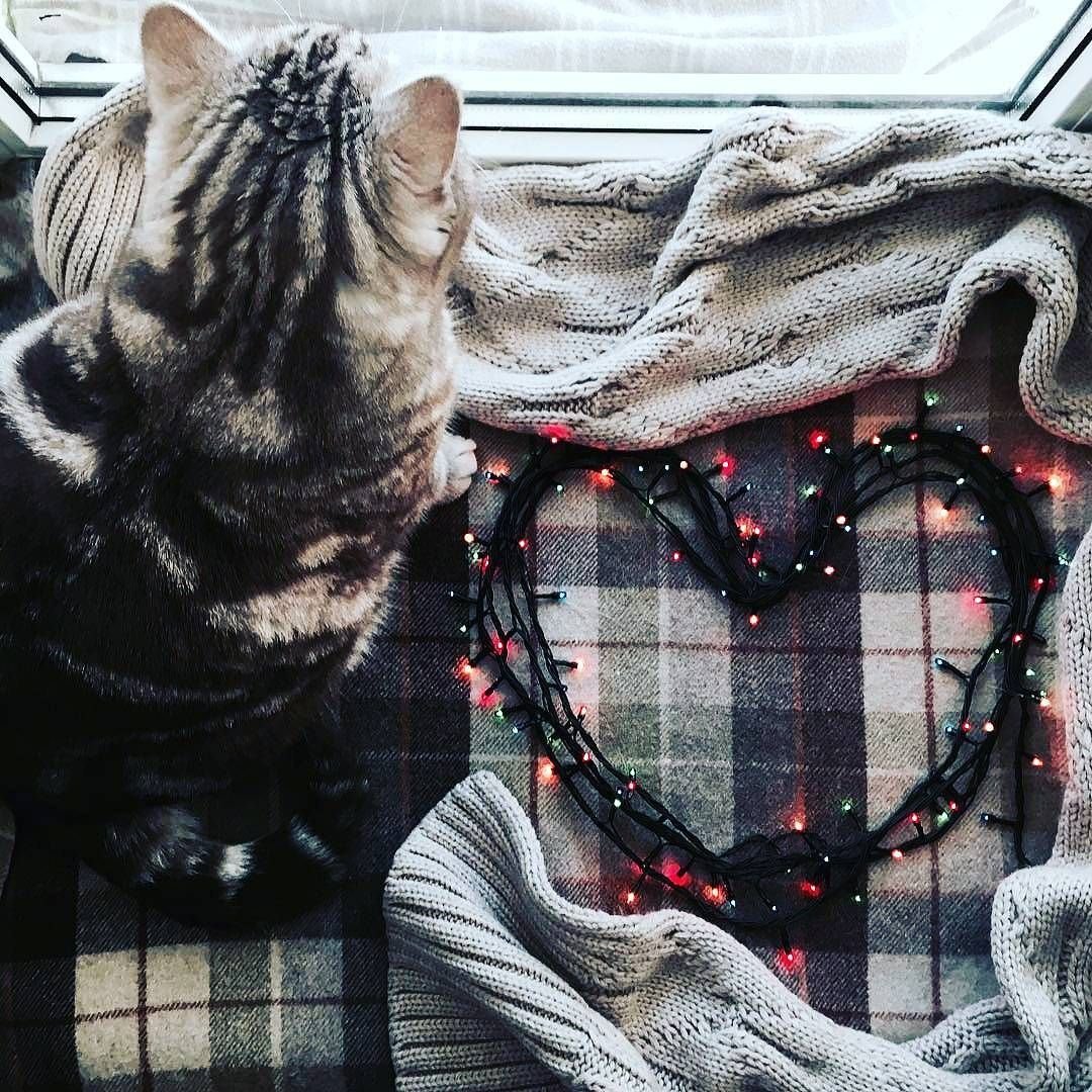 Эстетика коты с сердечками