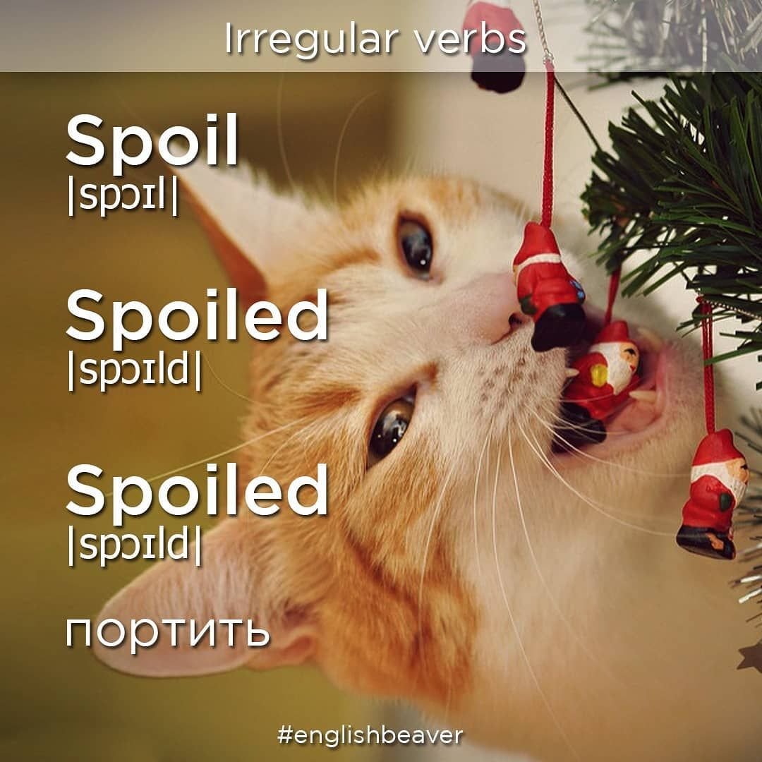 Кот новый год