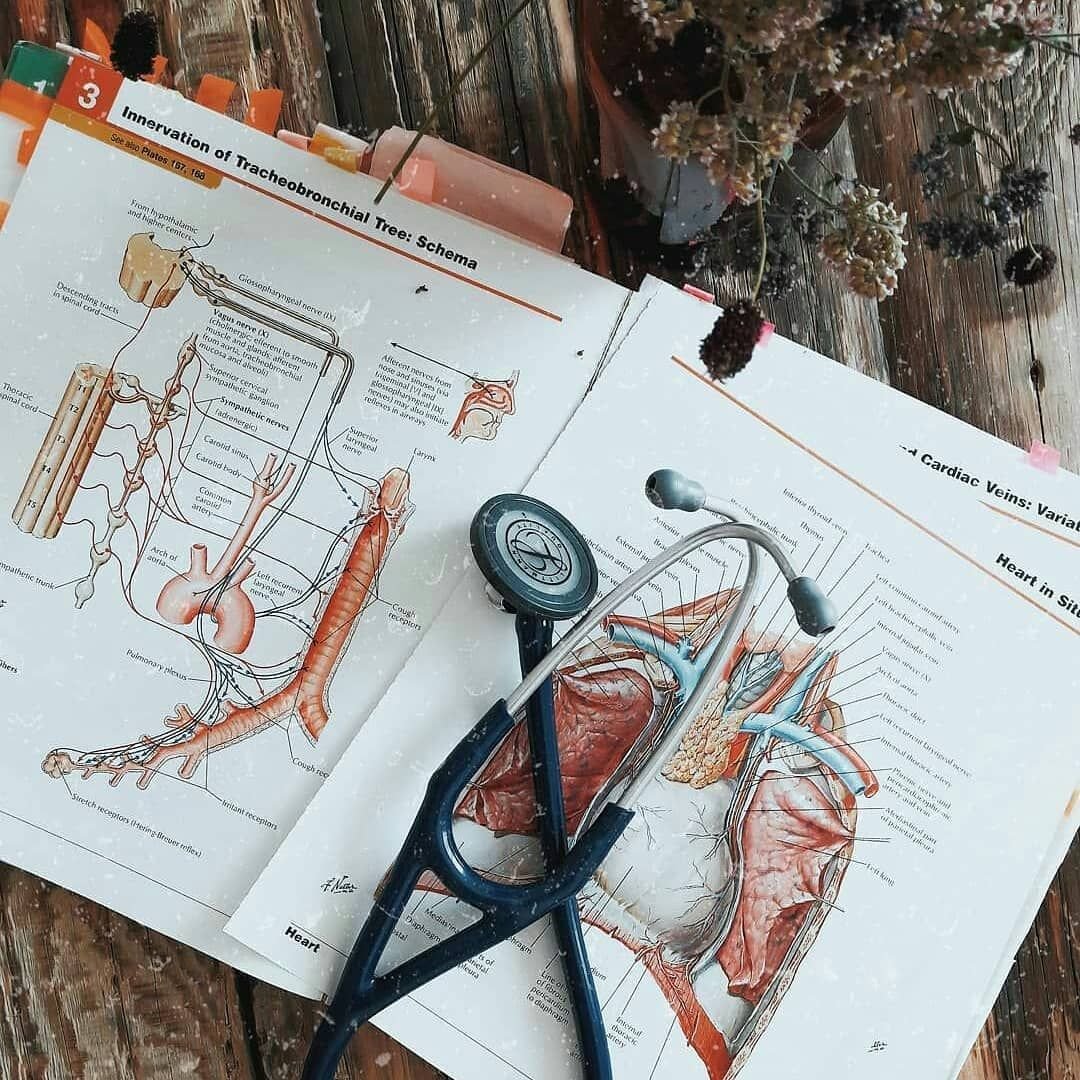Красивые конспекты по анатомии