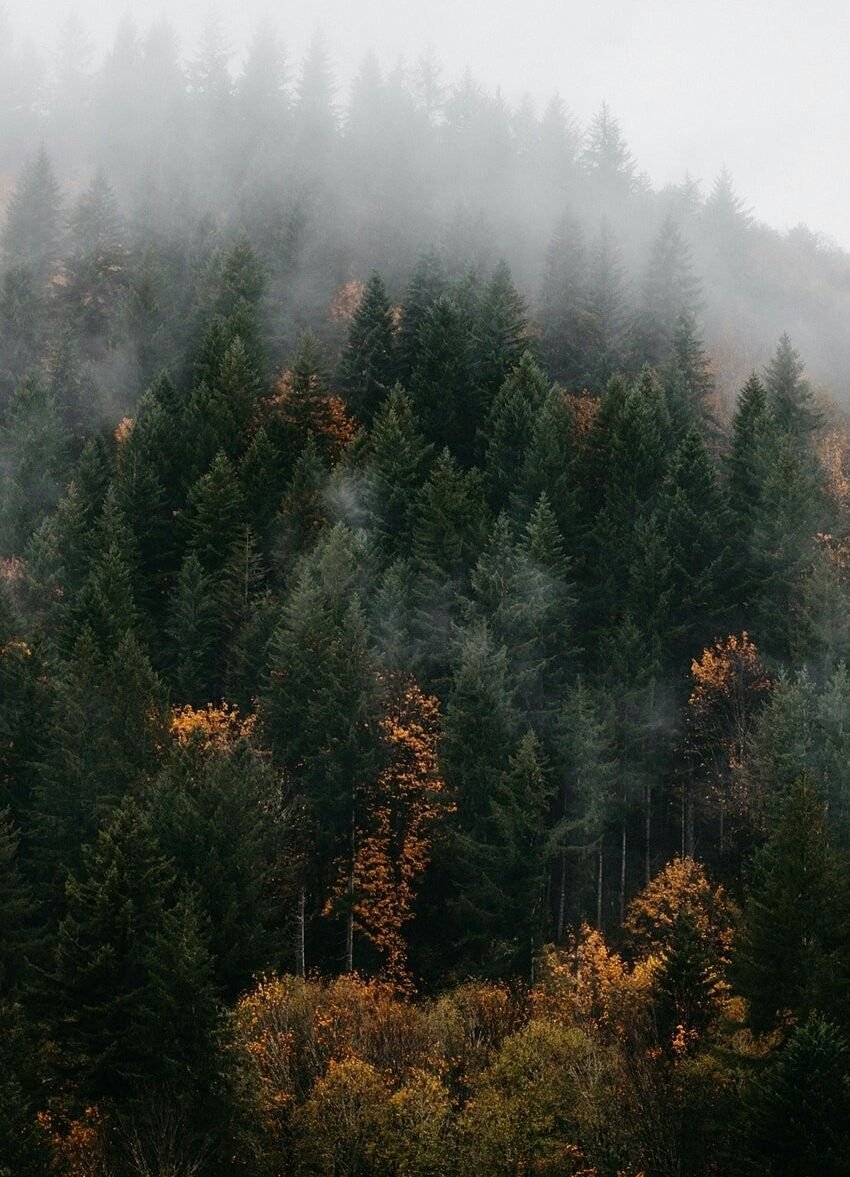 Лес в тумане Эстетика