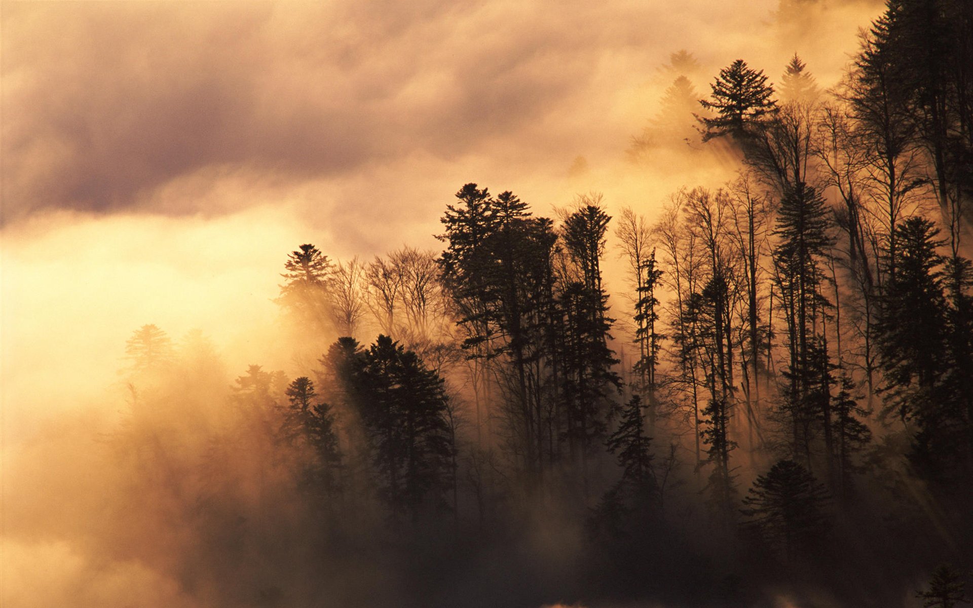 Сквозь лес и дым геншин. Лес в тумане. Атмосферные пейзажи. Лес в коричневых тонах. Туманный пейзаж.