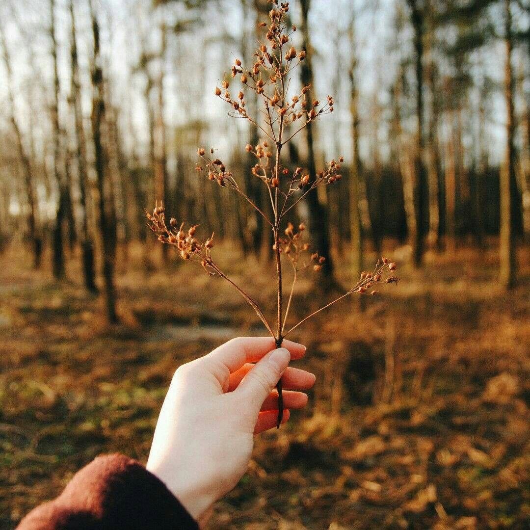Осенняя природа Эстетика