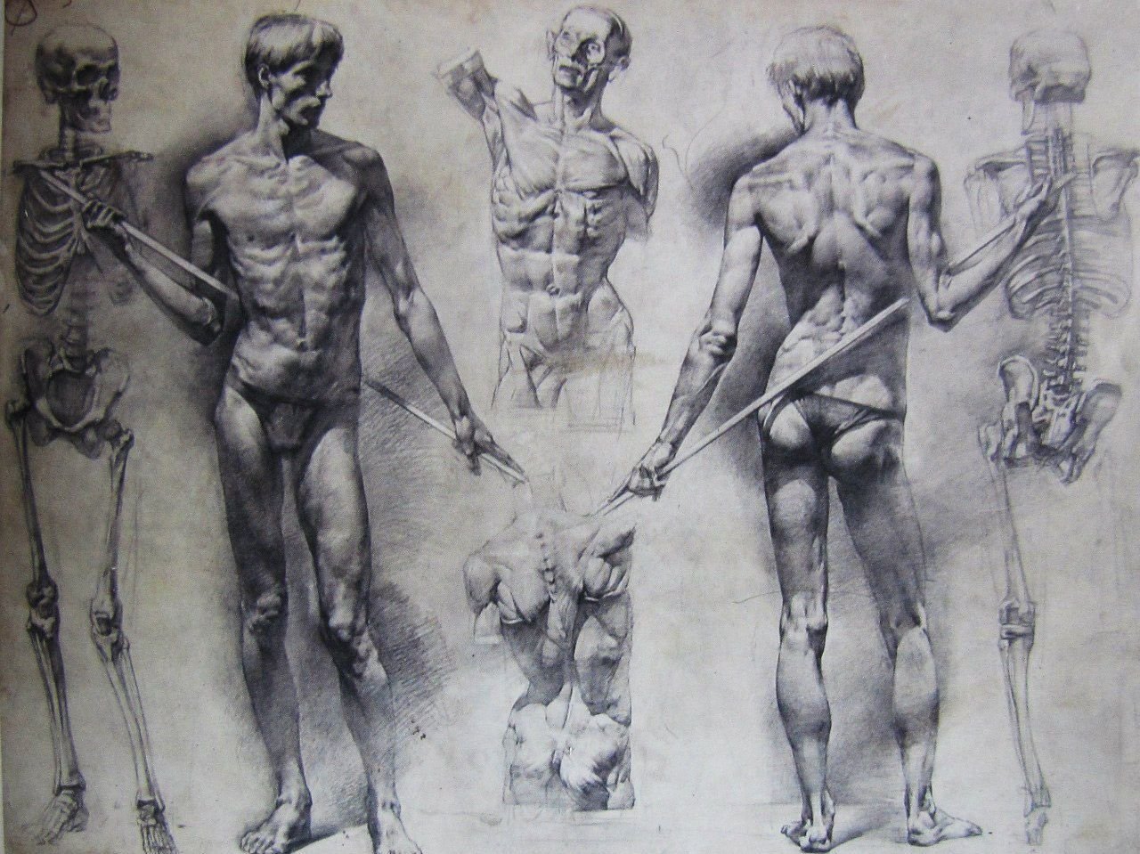 Понятие натура. Контрапост Микеланджело. Академический рисунок фигуры человека Академия художеств. Анатомический рисунок Академии художеств Репина.
