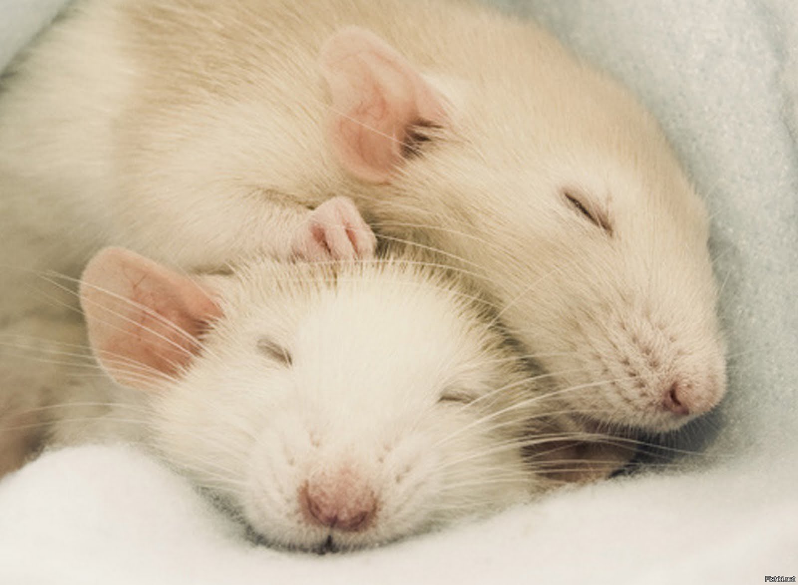 К чему снится много мышей серых маленьких. Милые крысы. Две милые крыски. Крысы домашние.