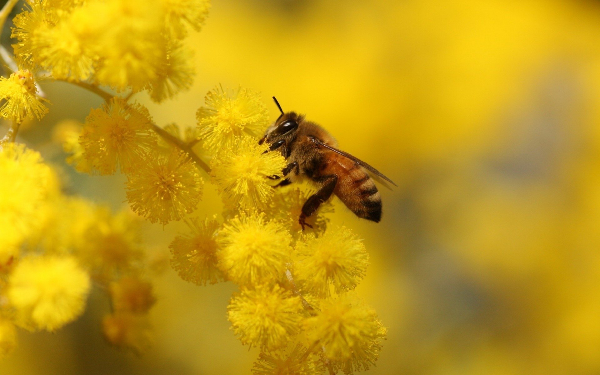 День пыльцы. Пчела. Пчелки на цветах. Пчела на цветке.