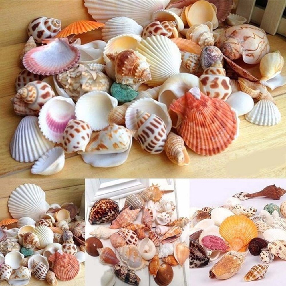 Средиземноморские ракушки
