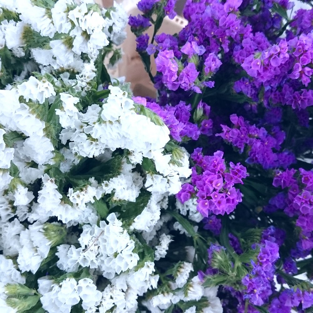 Статица цветы