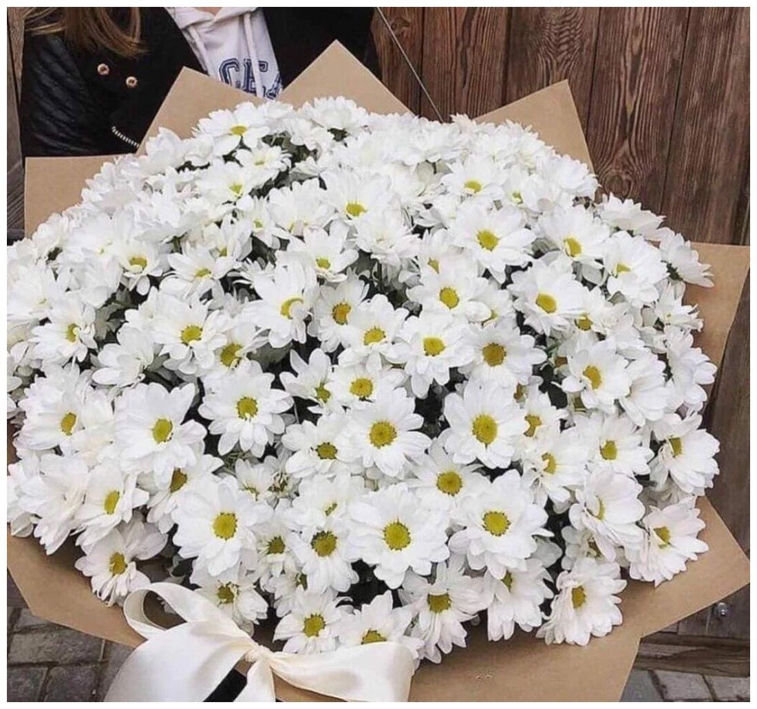 Хризантема бакарди