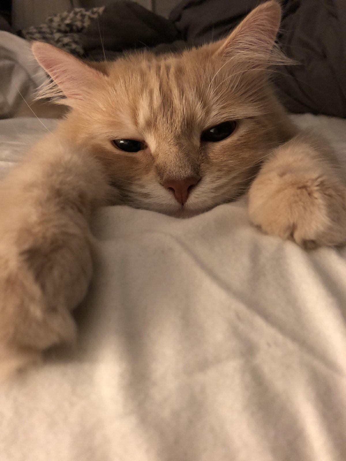 Котята Эстетика