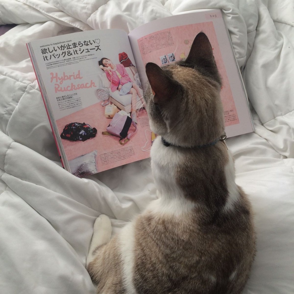 Котики для эстетики