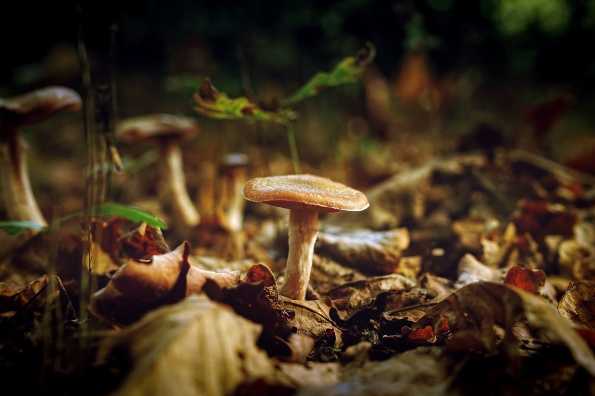 Эстетика леса и грибов