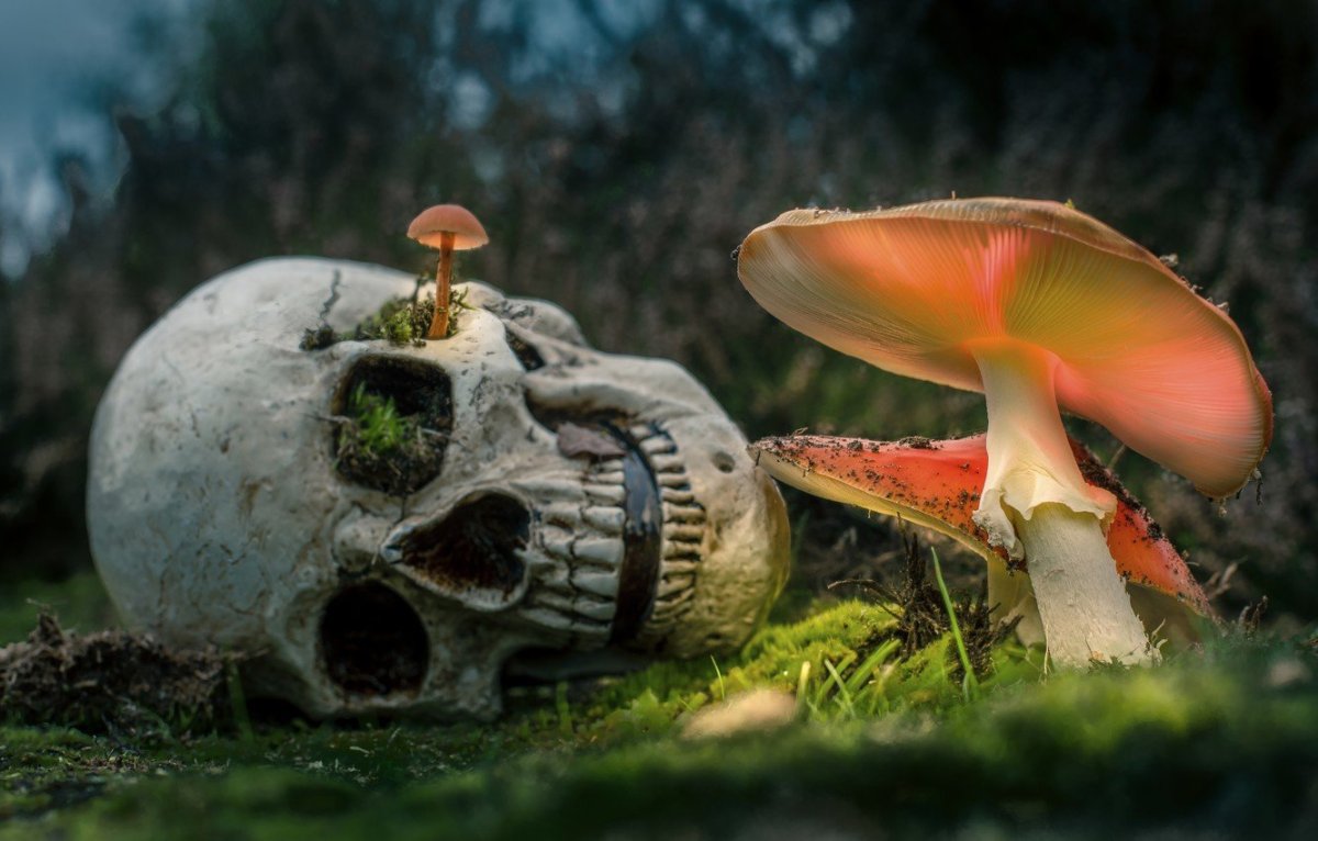 Грибы в лесу