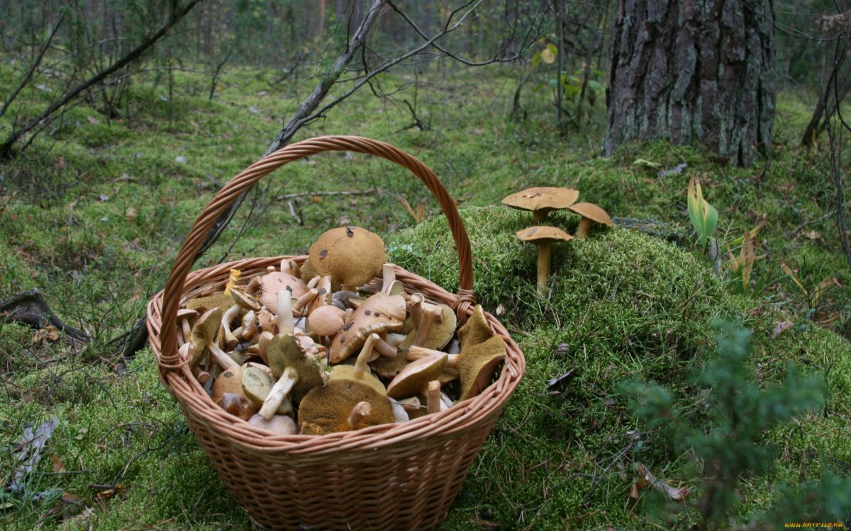 Грибы панорама