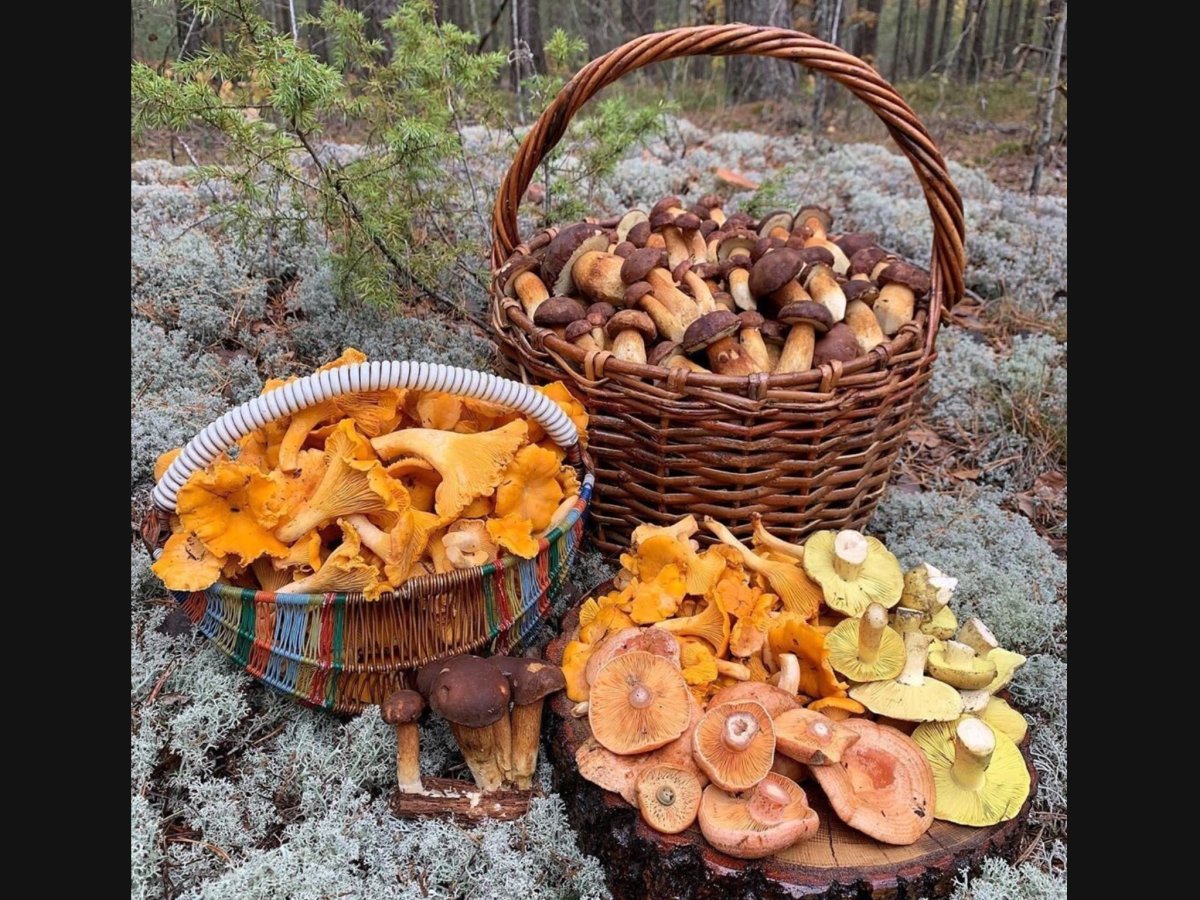 Лесная Поляна с грибами