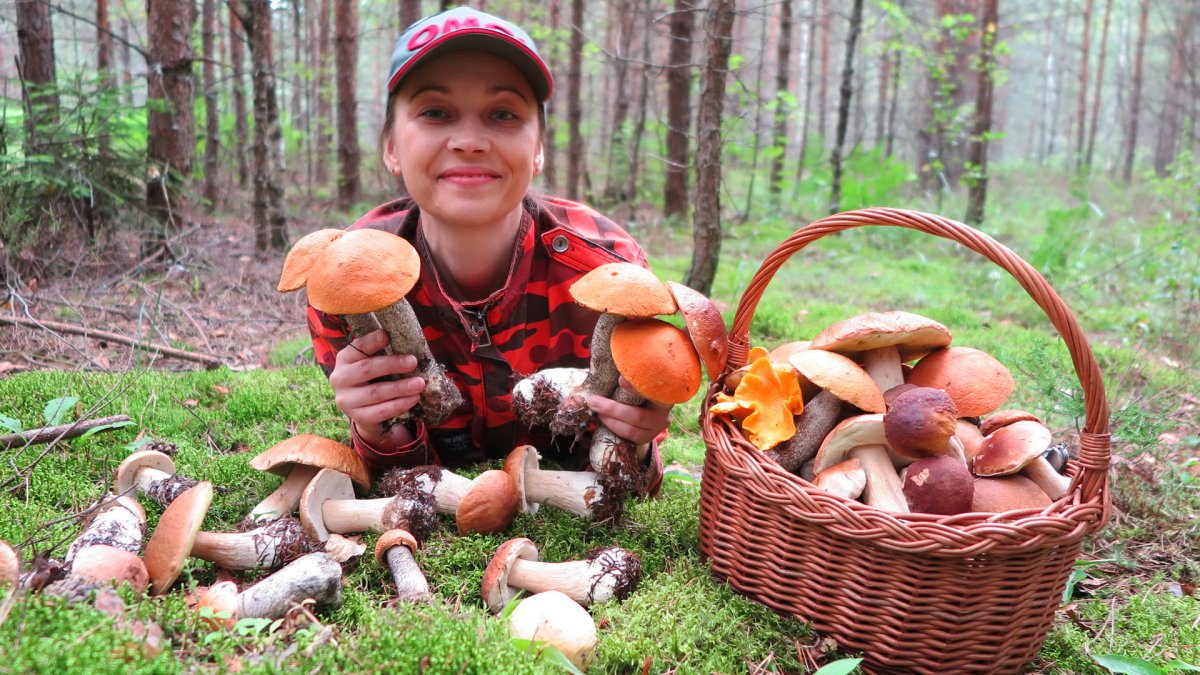 Лес с мухоморами Эстетика