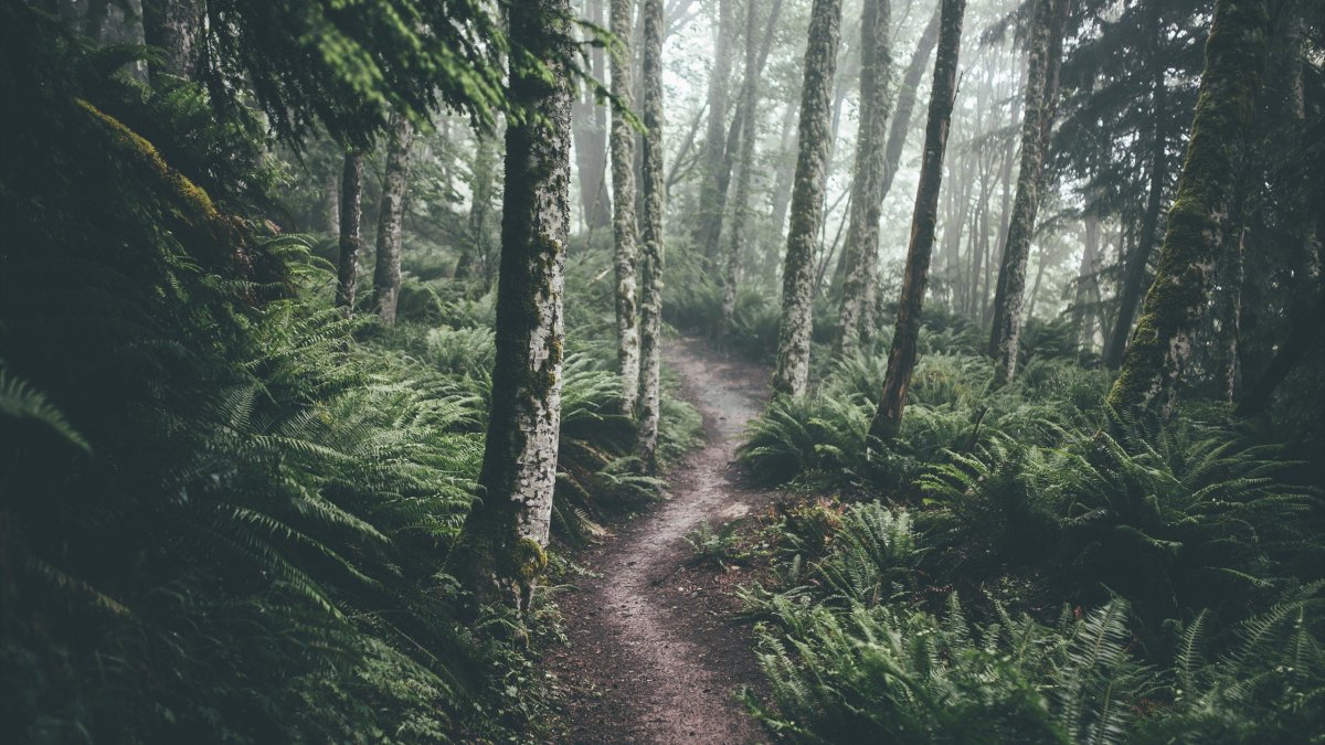 Dark Forest Brown пермабледнд