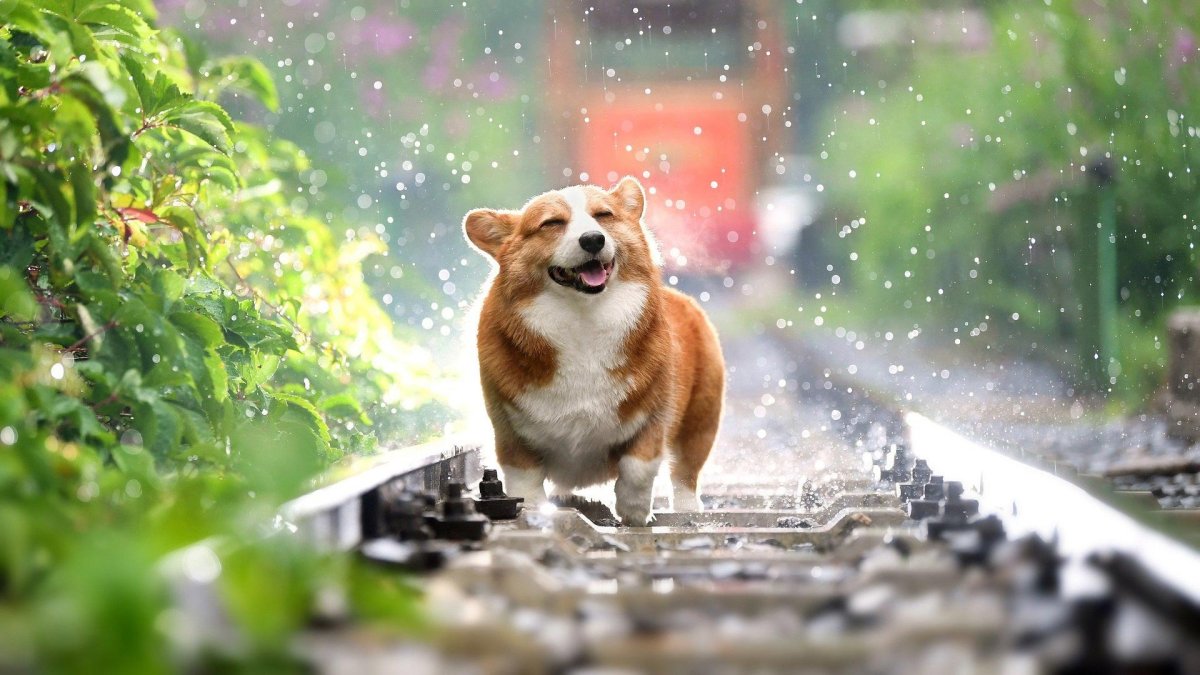 Вельш корги 4k