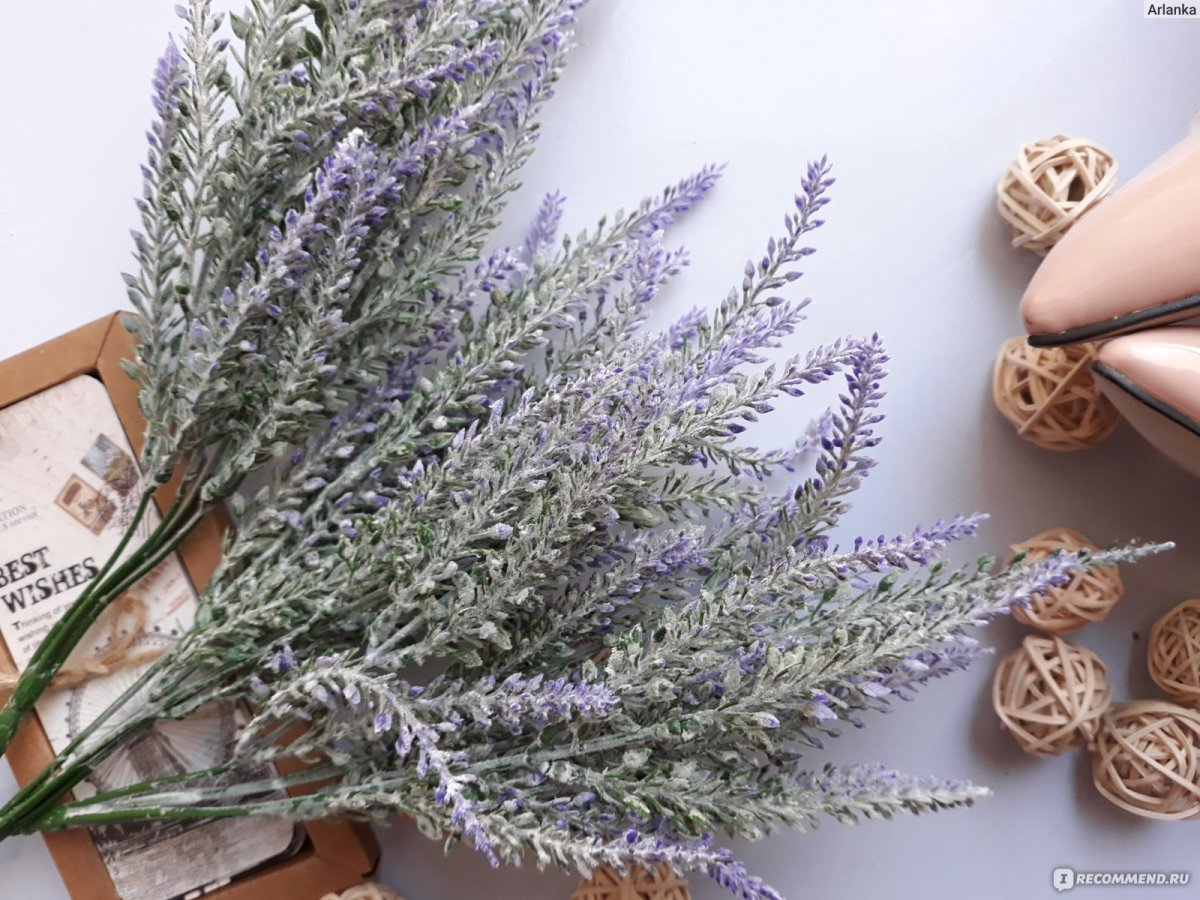 Лаванда (Lavandula) Эстетика