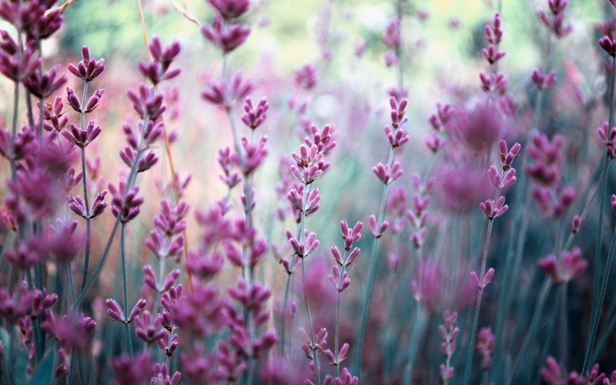 Фиолетовый цветы полевые Lavanda