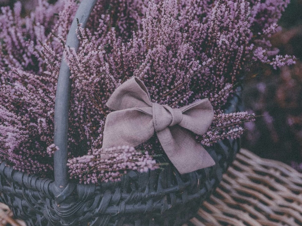 Лаванда (Lavandula) Эстетика