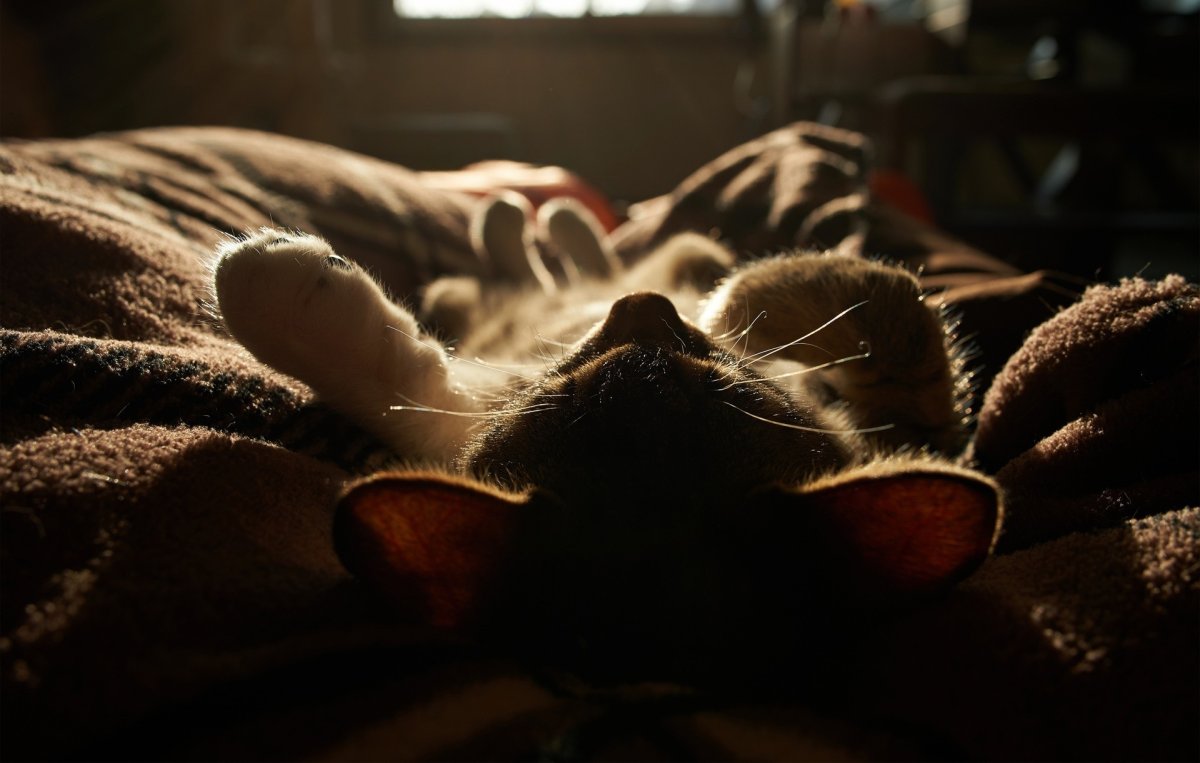 Кот спит ночью
