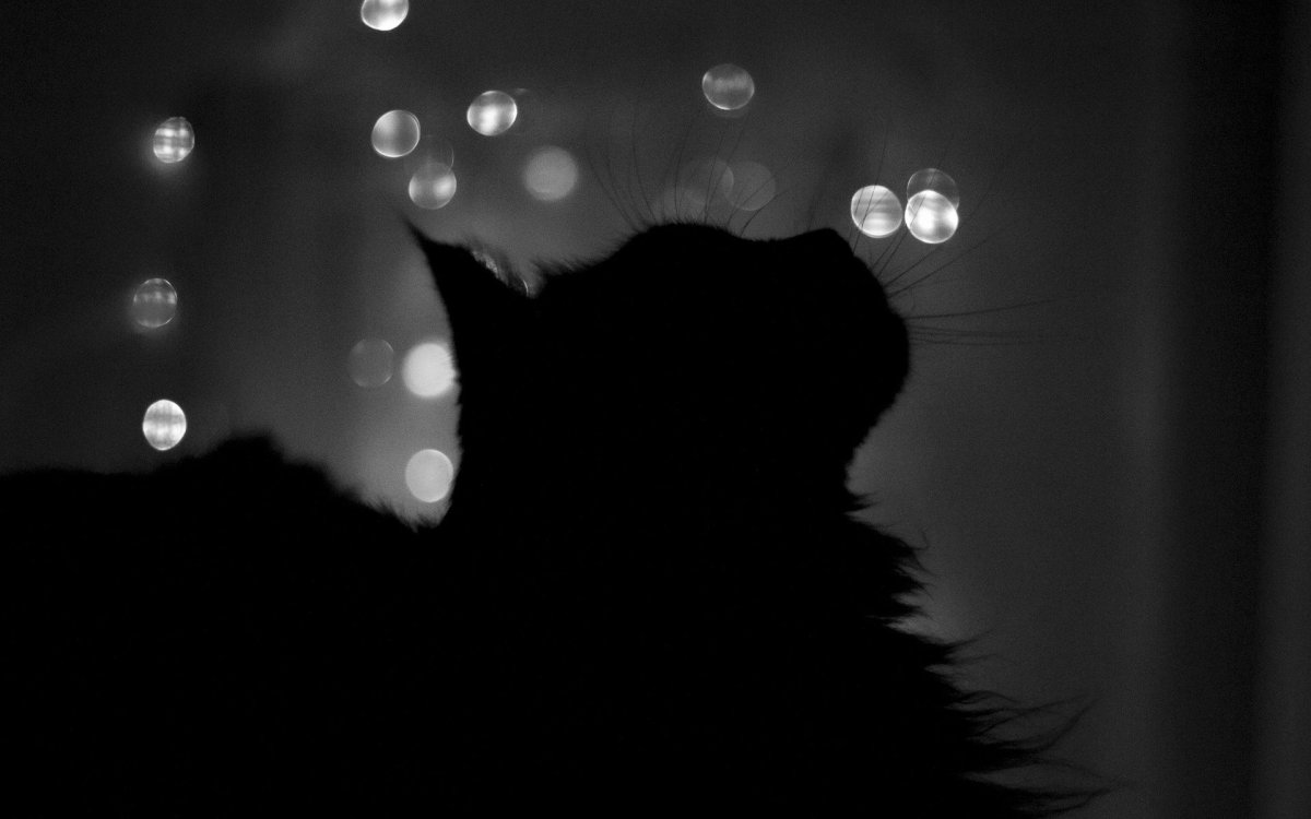 Кот ночью
