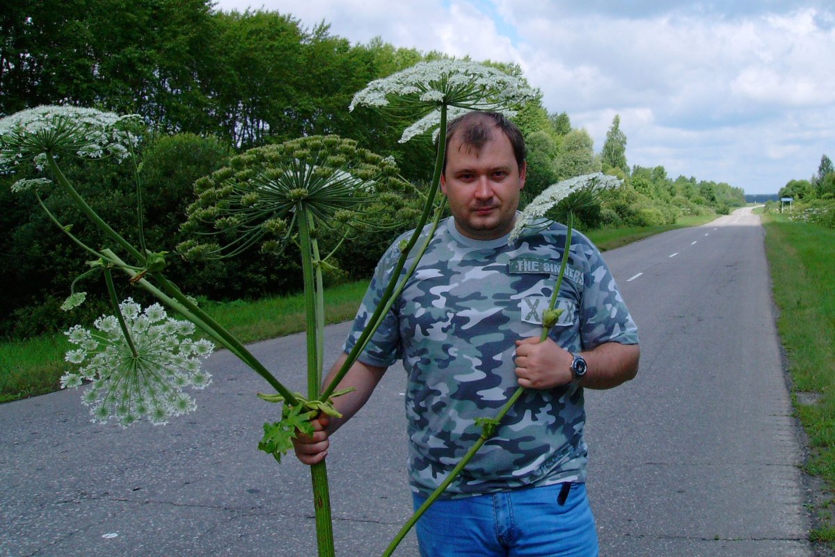 Борщевик во флористике