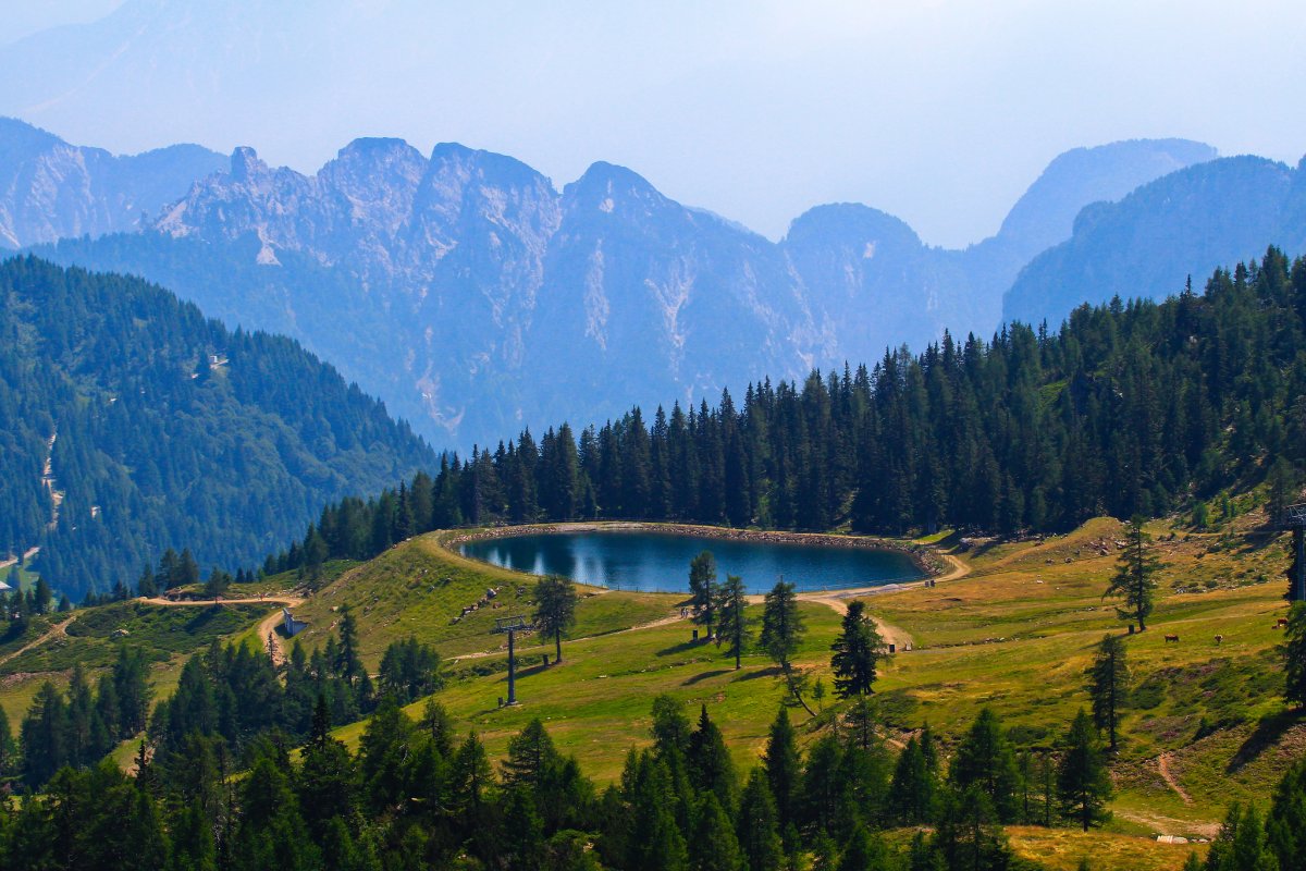 Лес горы