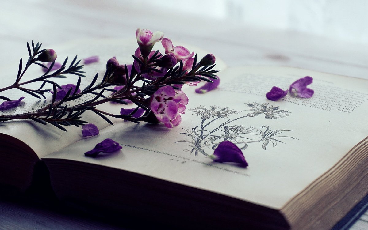 Книги в сиреневых тонах