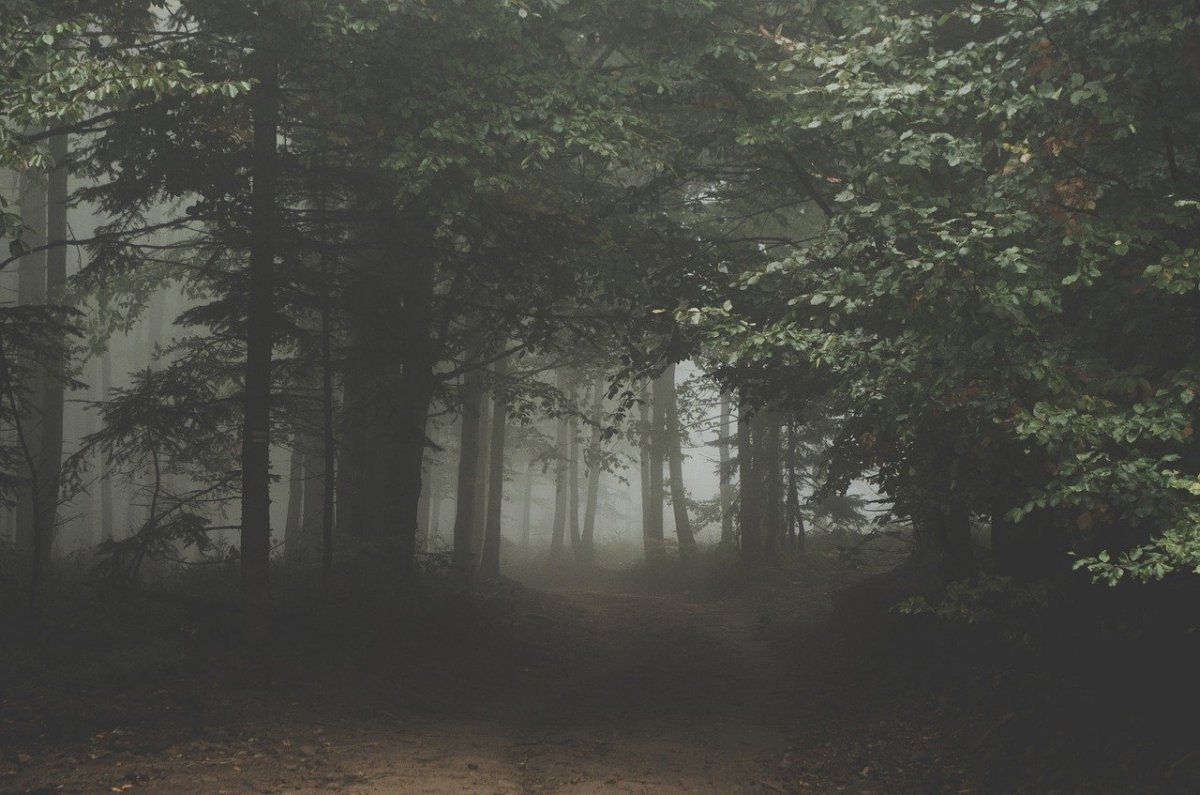 Dark Forest Brown пермабледнд
