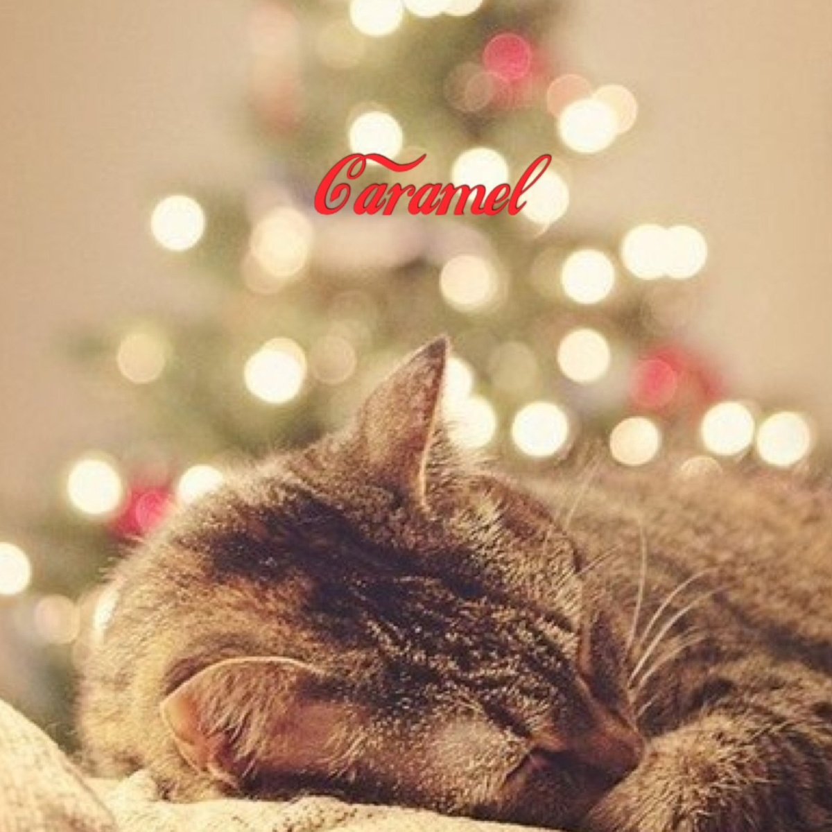 Новогодний кот
