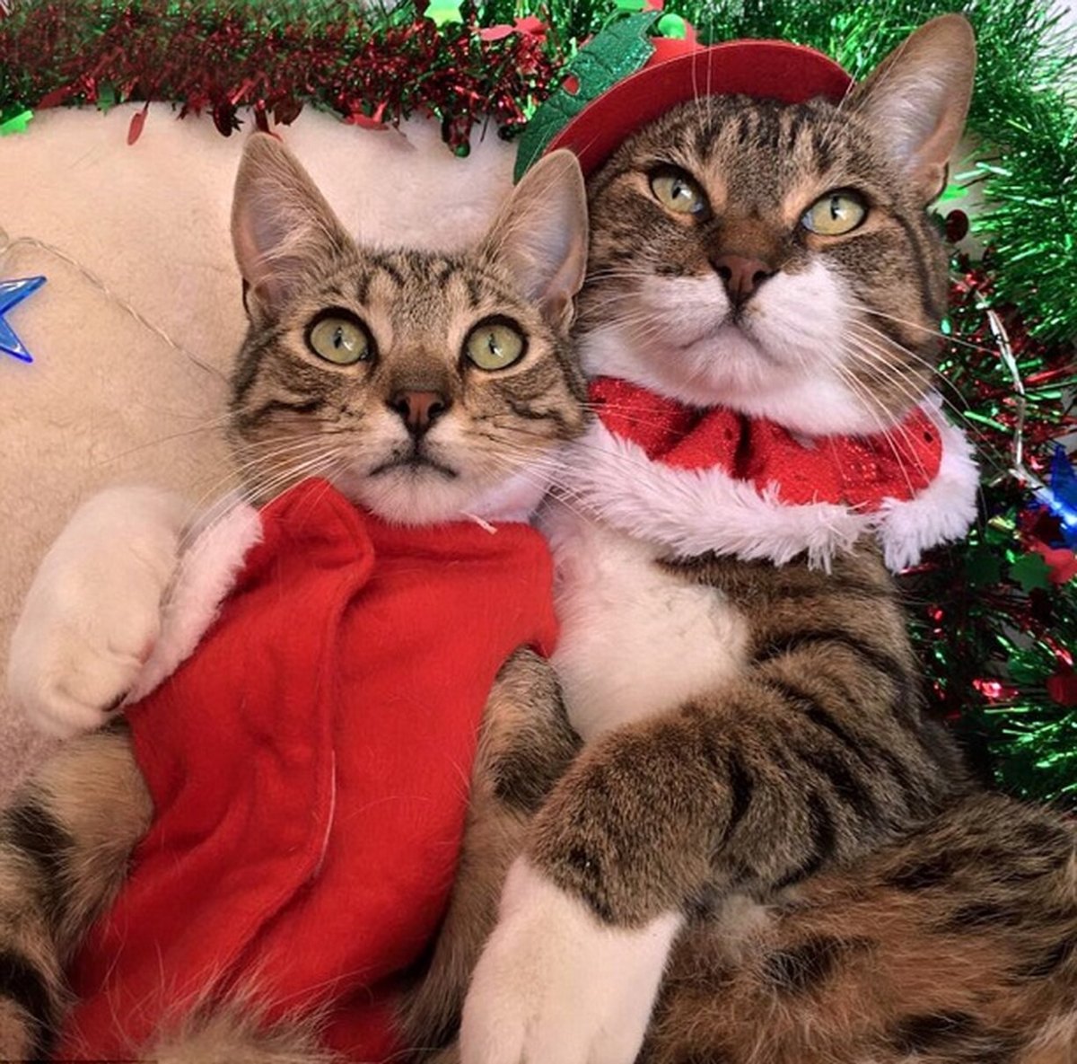 Cat looking at Xmas Tree