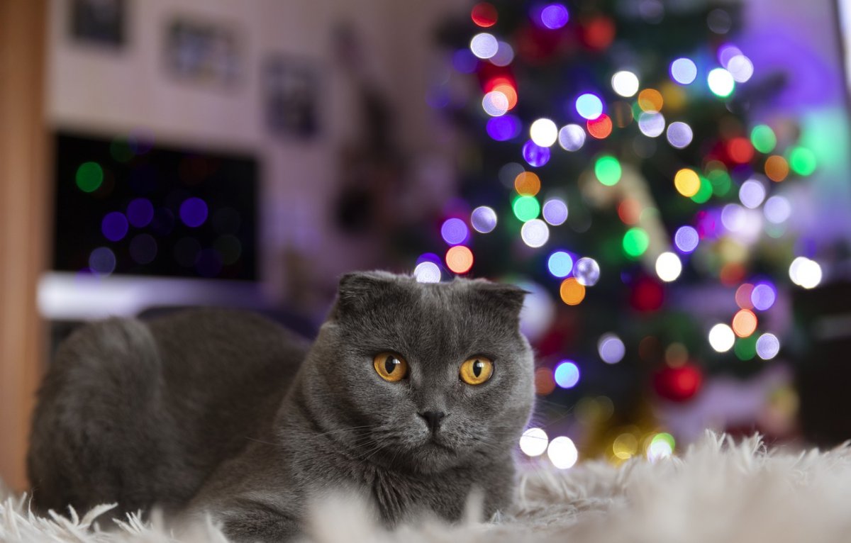 Котик в гирлянде