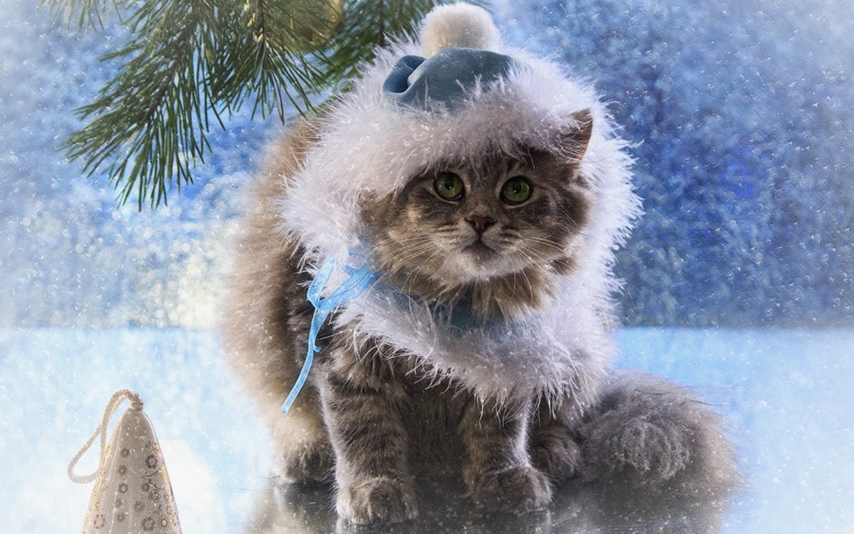 Котик в гирлянде