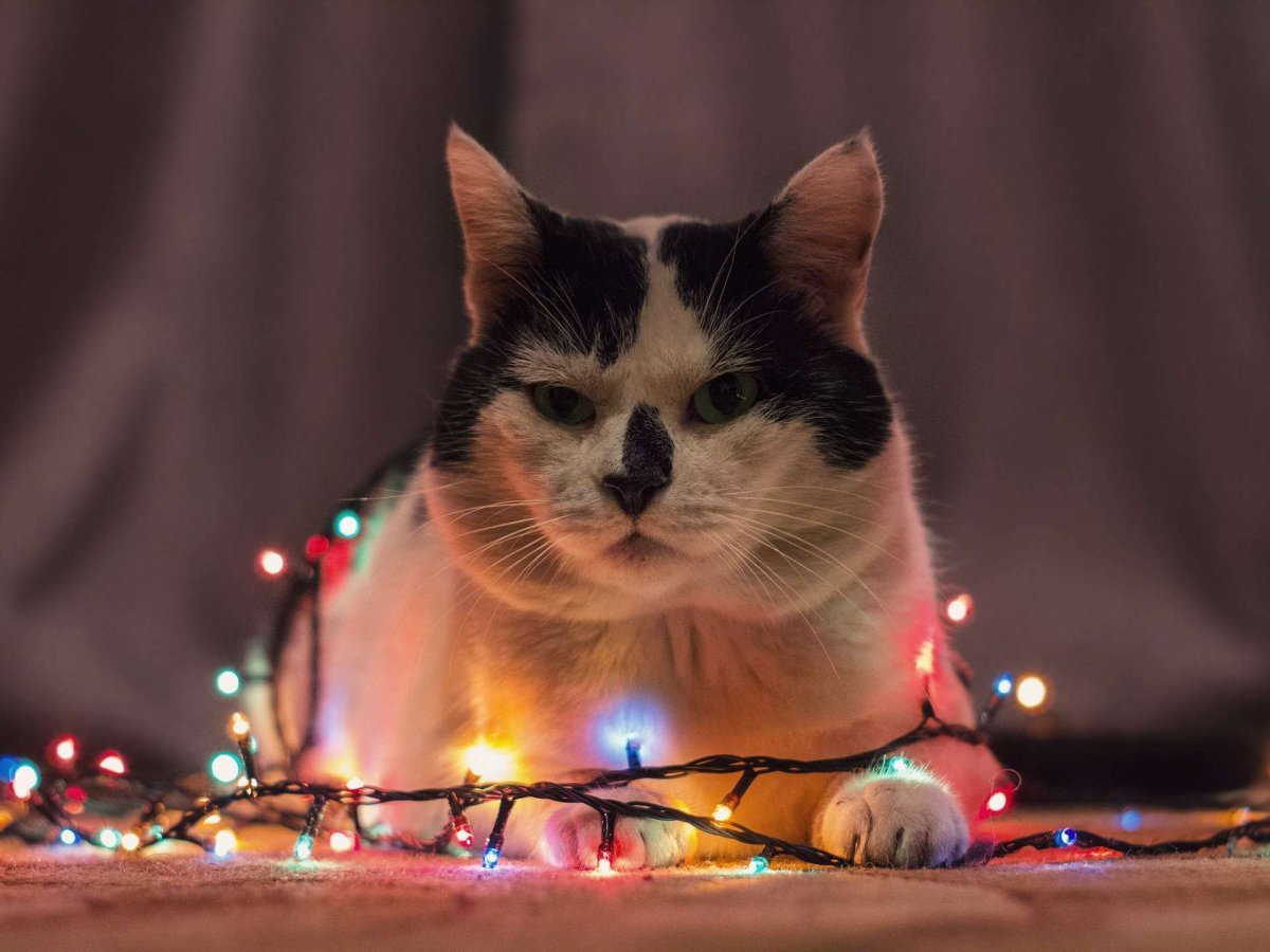Котик в новогодней шапочке