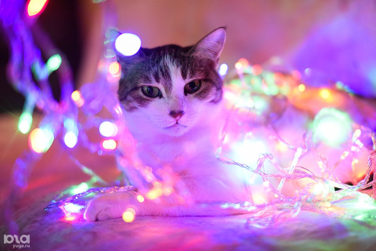 Новогодний котик