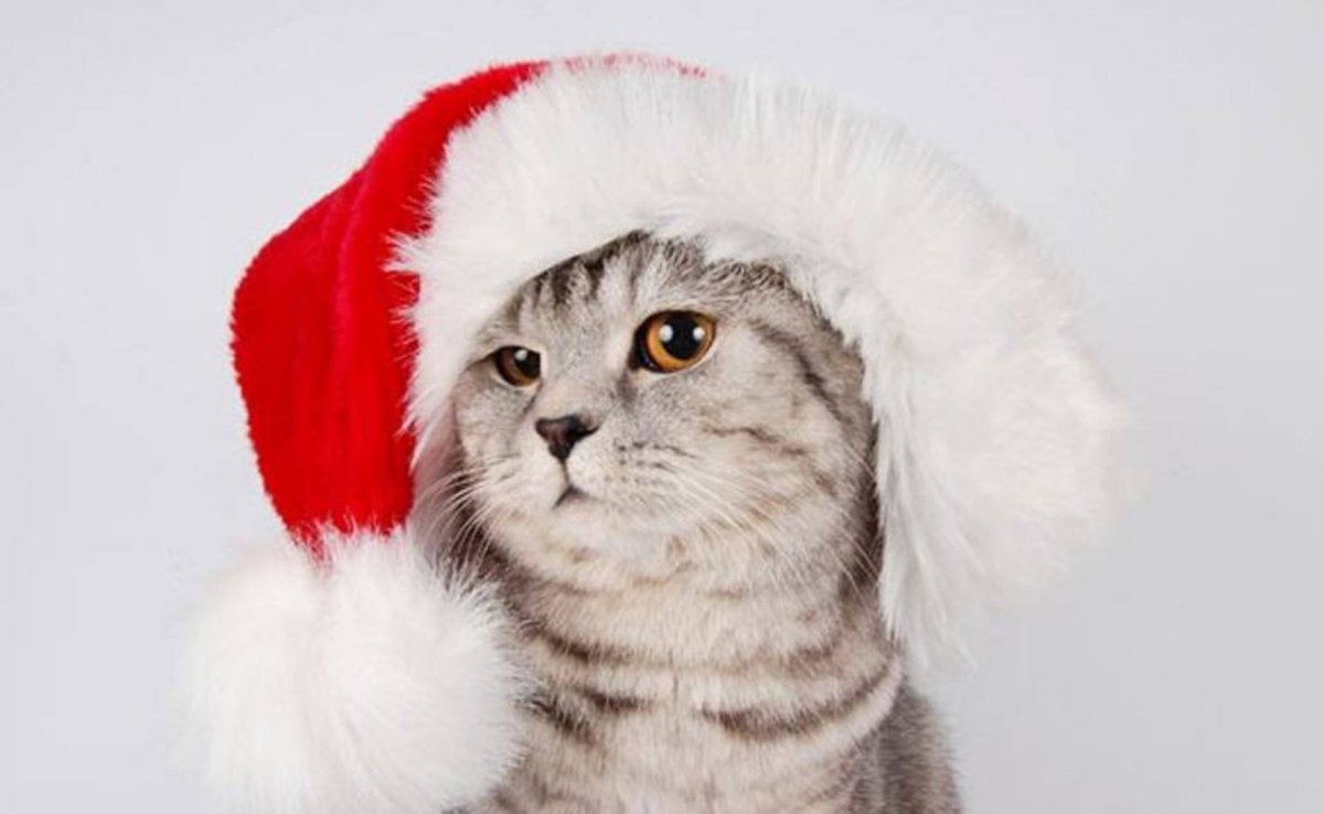 Кот новый год