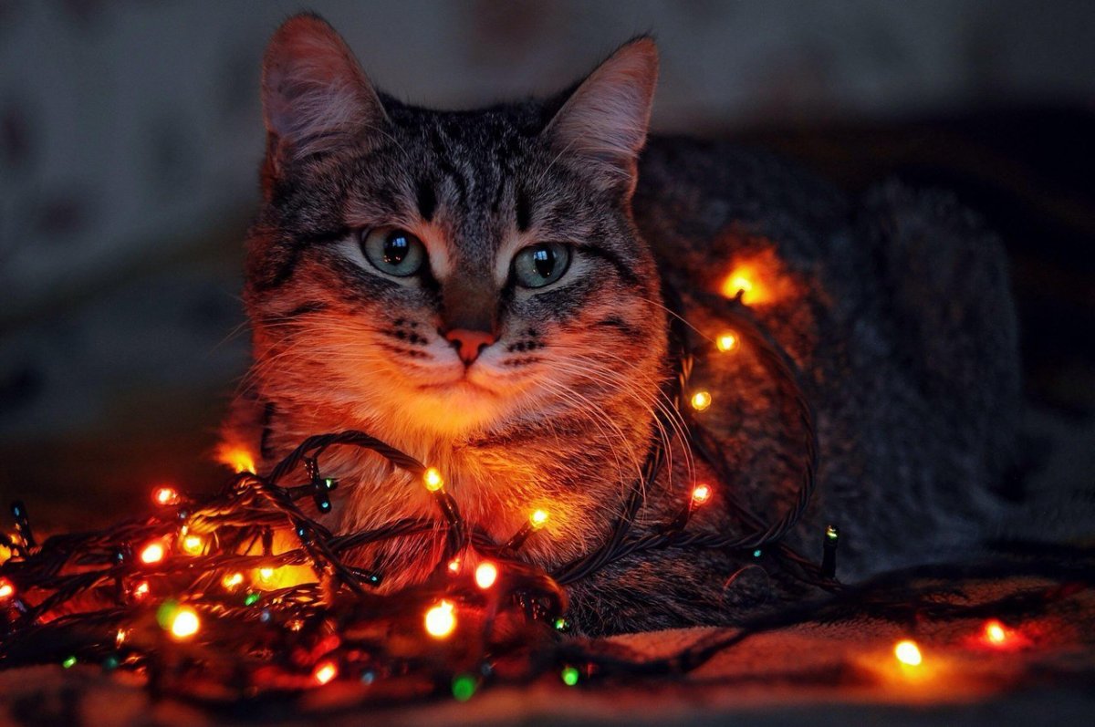Уютный котик