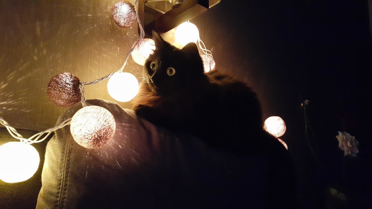 Новогодний котик