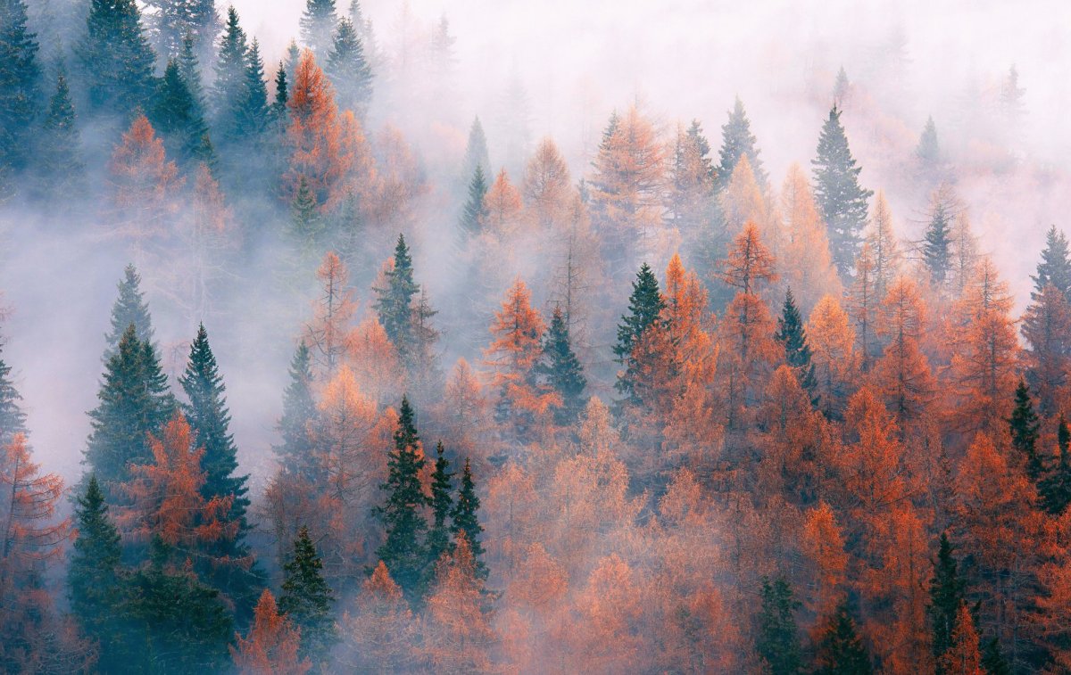 Лес в тумане