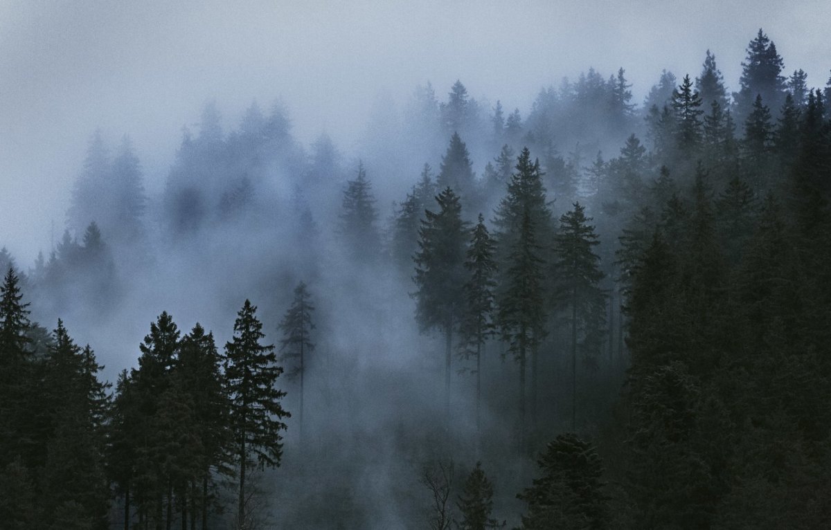 Мрачный лес